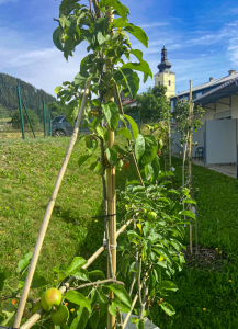 St. Lorenzen Neugestaltung Naschobst